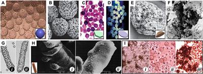 Strategies in product engineering of mesenchymal stem cell-derived exosomes: unveiling the mechanisms underpinning the promotive effects of mesenchymal stem cell-derived exosomes